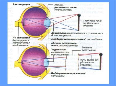 Способности глаза