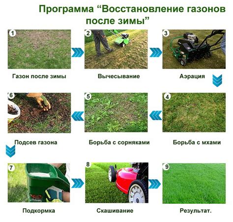 Способы восстановления газона после повреждений