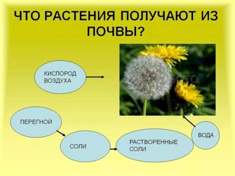 Способы размножения: разнообразие стратегий в природе