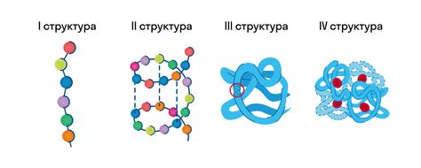 Способы формирования первичной структуры белка