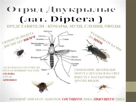 Сравнение полета мухи с другими насекомыми