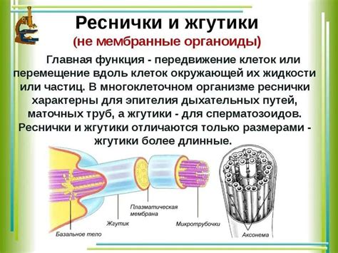 Сравнение ресничек и жгутиков у амёбы