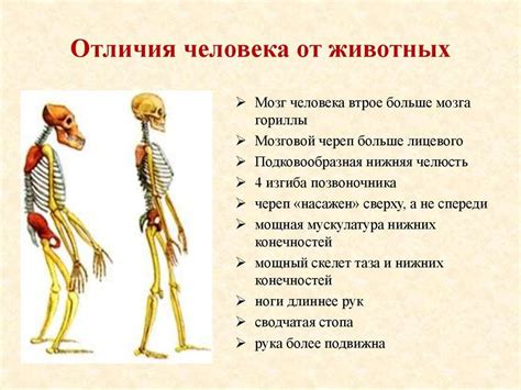 Сравнение строения скелета человека и млекопитающих