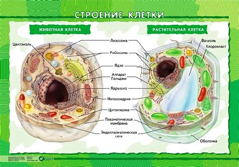 Сравнение центриолей клеток растений и животных