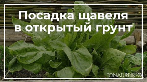 Сроки годности щавеля