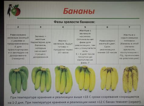 Сроки хранения и признаки испорченности бананов