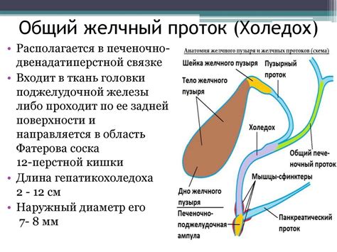 Стандартные значения холедоха в мм