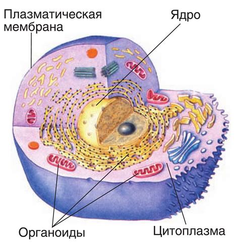 Старая клетка: структура и функции