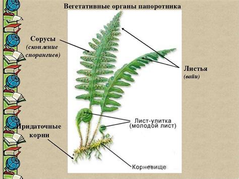 Стебли папоротников: основные факты