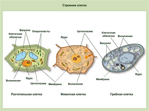 Стенка клеток растений и бактерий