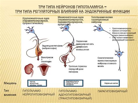 Степень чувствительности фолликулов к гормонам