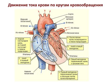 Стимуляция кровообращения и сердечно-сосудистой системы