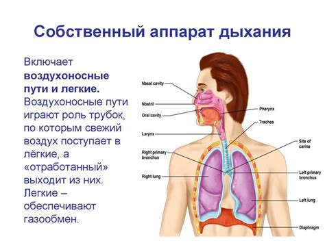 Стресс и аппарат дыхания