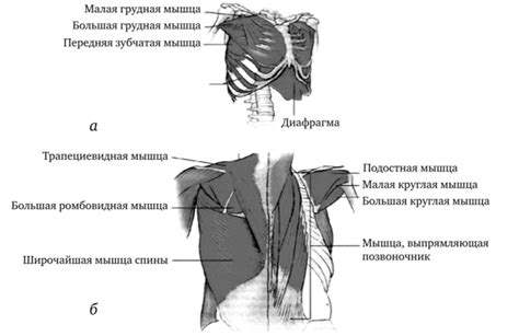 Строение верхней части туловища