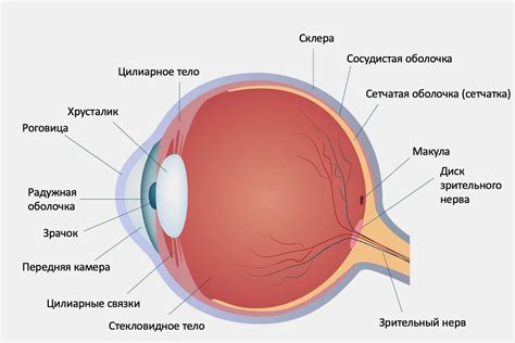 Строение глаз слепыша