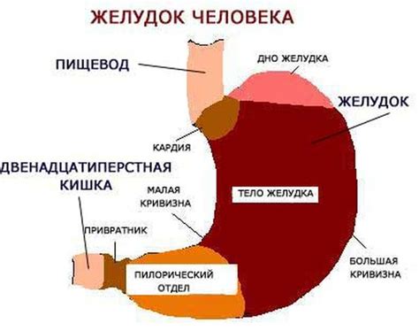 Строение желудка у растительноядных