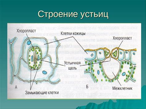 Строение замыкающих клеток устьиц