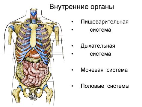 Строение и внутреннее устройство: общее представление