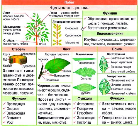 Строение и функции стеблей