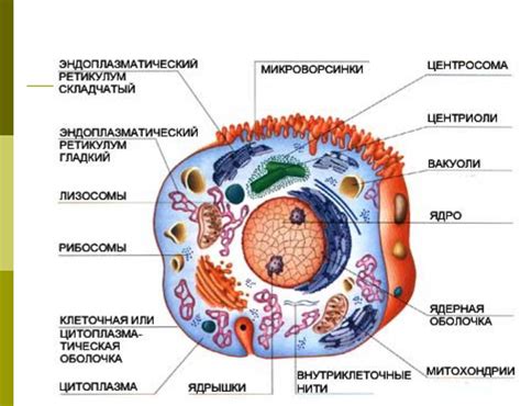 Строение клетки эукариоты