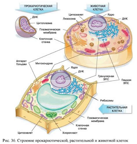 Строение клеток прокариот и эукариот