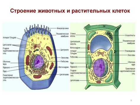 Строение клеток растений и бактерий