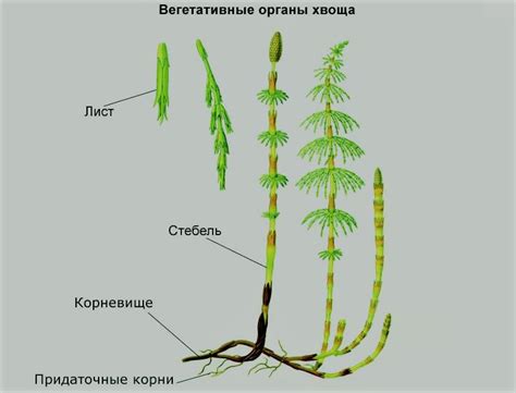 Строение корней хвощей