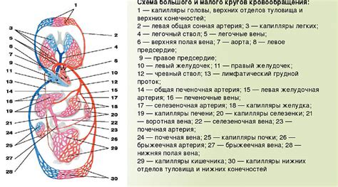 Строение кровеносной системы