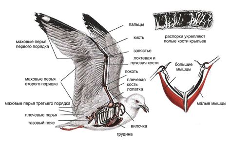 Строение крыльев у куриц