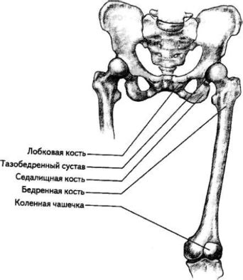 Строение нижней части туловища