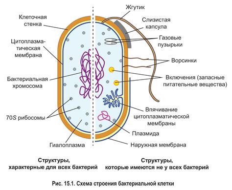 Строение прокариотических клеток