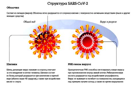 Структура вируса коронавируса: взгляд внутрь невидимого врага