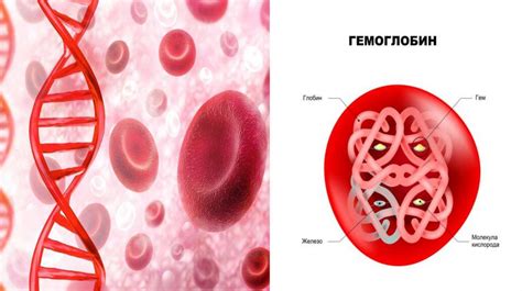 Структура гемоглобина и его функции