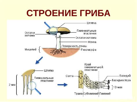 Структура грибов