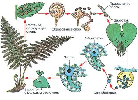 Структура и распространенность плаунов