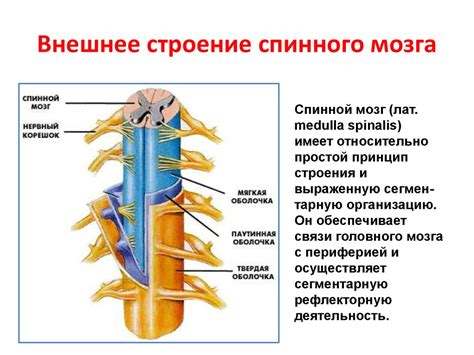 Структура и функции клеток спинного мозга