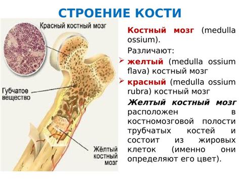 Структура и функции костного мозга