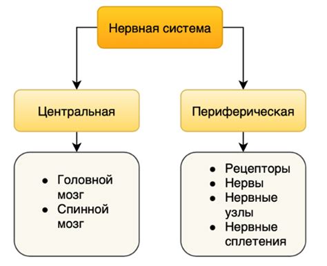 Структура и функции нервной системы