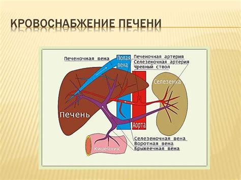 Структура и функции печени