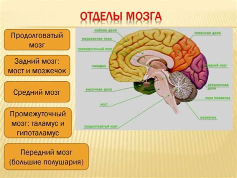 Структура и функциональные области мозга: узлы и задачи