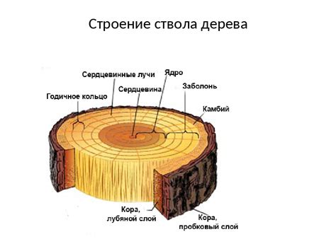 Структура и характеристики дерева