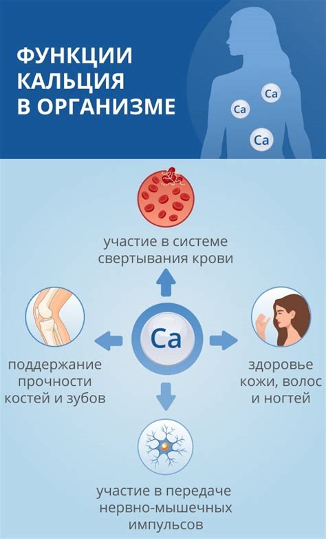 Структура кальция в организме