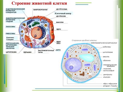 Структура клеток животных и растений