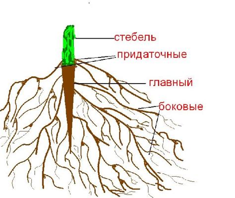 Структура корней у плаунов