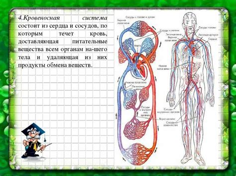 Структура кровеносной системы