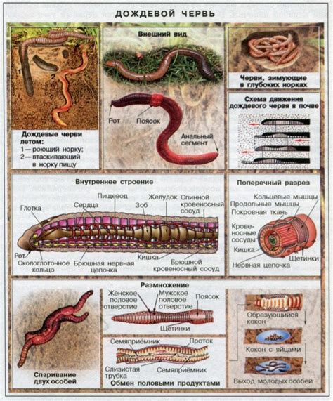 Структура кровеносной системы дождевого червя