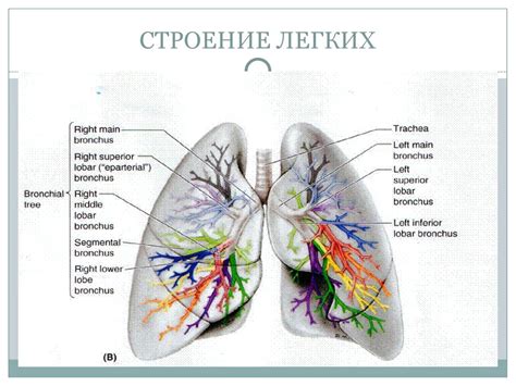 Структура легких