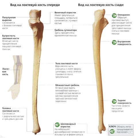 Структура локтевой кости