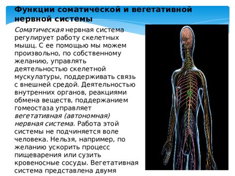 Структура нервной системы и влияние ее на достижение гомеостаза