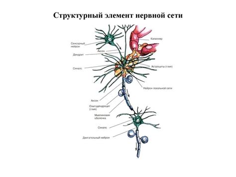 Структура околокостной нервной сети